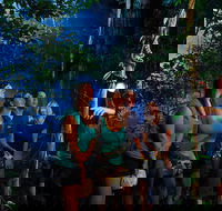 Daintree Rainforest Night Walk from Cape Tribulation - Tourism Brisbane