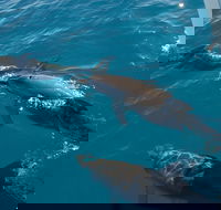 Fraser Island  Dolphin Sailing Adventure - Brisbane Tourism