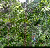 Cape Tribulation and Jungle Surfing Adventure Day from Port Douglas - Tourism Brisbane