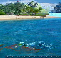 Wavedancer Low Isles Great Barrier Reef Sailing Cruise from Port Douglas - Tourism Brisbane