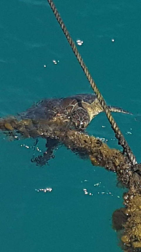Wavedancer Low Isles Great Barrier Reef Sailing Cruise From Port Douglas - Tourism Brisbane 5