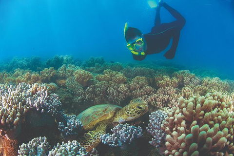 Wavedancer Low Isles Great Barrier Reef Sailing Cruise From Port Douglas - Tourism Brisbane 14