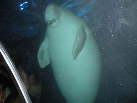 Quicksilver Outer Great Barrier Reef Snorkel Cruise From Palm Cove - Tourism Brisbane 4