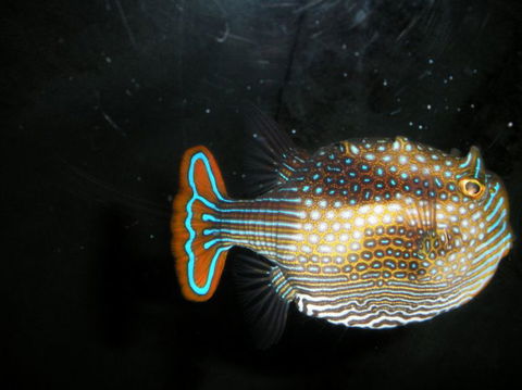 Quicksilver Outer Great Barrier Reef Snorkel Cruise From Palm Cove - Tourism Brisbane 6