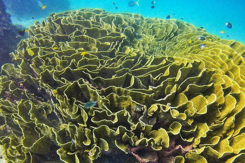 Great Barrier Reef Dive And Snorkel Cruise From Mission Beach - Brisbane Tourism 5