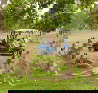 Small-Group Wildlife and Rainforest Tour from Port Douglas - Tourism Brisbane