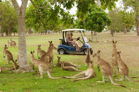 Small-Group Wildlife And Rainforest Tour From Port Douglas - Tourism Brisbane 0