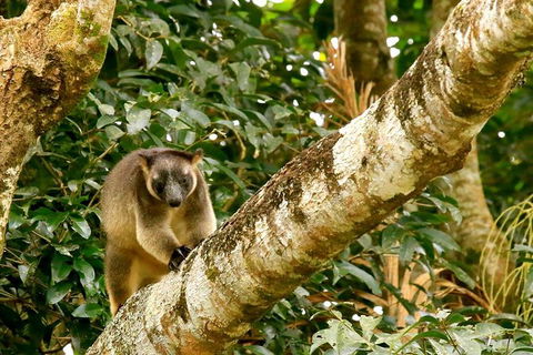 Small-Group Wildlife And Rainforest Tour From Port Douglas - Tourism Brisbane 1