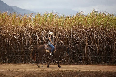 Blazing Saddles Horse Riding - Tourism Brisbane 10
