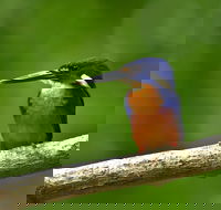 Daintree River Dawn Cruise - Tourism Brisbane