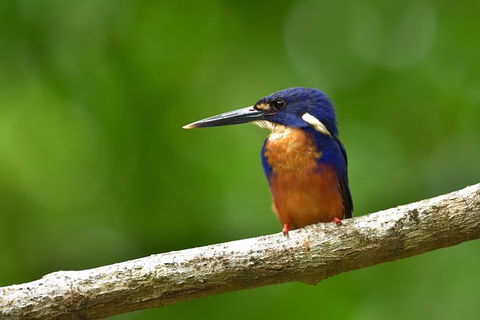 Daintree River Dawn Cruise - Tourism Brisbane 0