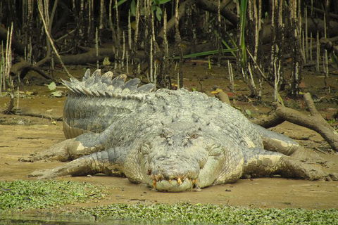 Daintree River Dawn Cruise - Tourism Brisbane 1