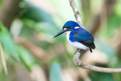 Daintree River Dawn Cruise - Tourism Brisbane 12