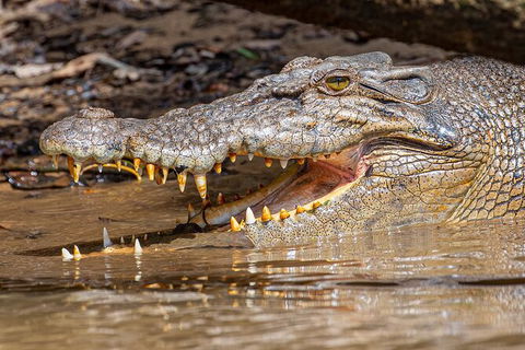 Daintree River Dawn Cruise - Tourism Brisbane 15