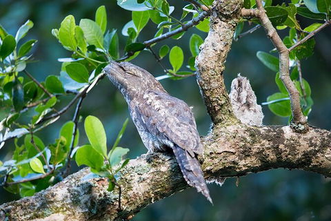 Daintree River Dawn Cruise - Tourism Brisbane 4