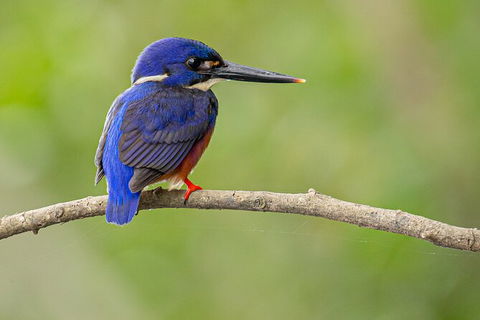 Daintree River Dawn Cruise - Tourism Brisbane 7