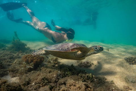Half Day Low Isles Snorkelling Tour From Port Douglas - Tourism Brisbane 6