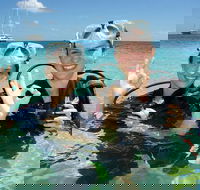 Ocean Spirit Michaelmas Cay Dive and Snorkel Cruise from Palm Cove - Tourism Brisbane