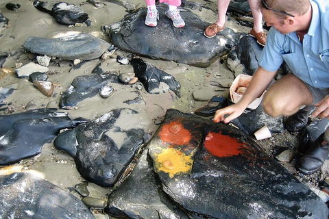 Private Daintree Wanderer Tour - Tourism Brisbane 6
