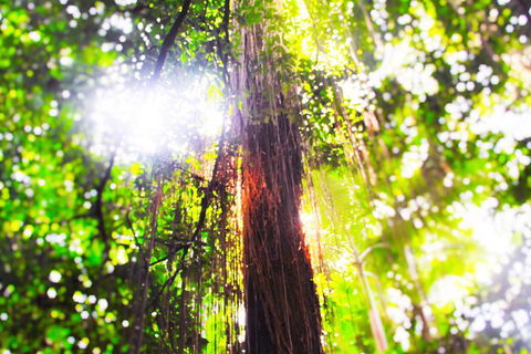Trinity Or Kewarra Breach To Cairns Airport Private Transfer - Tourism Brisbane 1