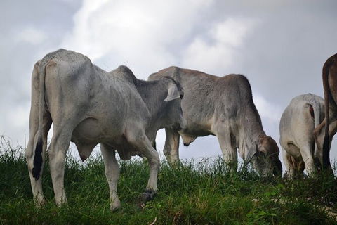 Daintree River Cruise - Tourism Brisbane 6