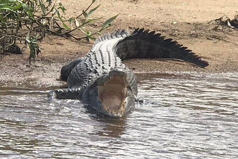 Daintree River Cruise - Tourism Brisbane 5