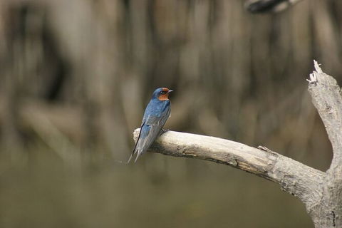 Daintree River Cruise - Tourism Brisbane 8