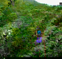 Tamborine Mountain Daily Service Treetop Challenge and Thunderbird Park - Tourism Brisbane