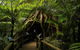 Tamborine Mountain Daily Service, Treetop Challenge And Thunderbird Park - thumb 7
