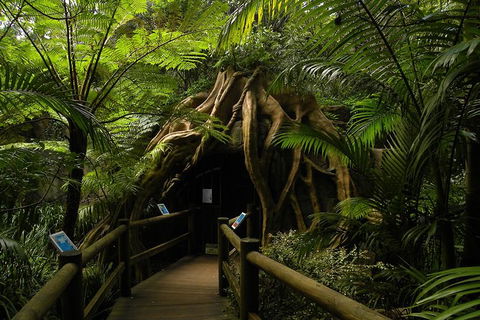 Tamborine Mountain Daily Service, Treetop Challenge And Thunderbird Park - Tourism Brisbane 7