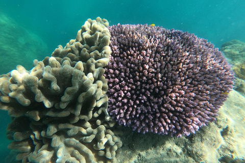 Whitehaven Beach Day Tour With Snorkel In Whitsundays Island - Tourism Brisbane 18