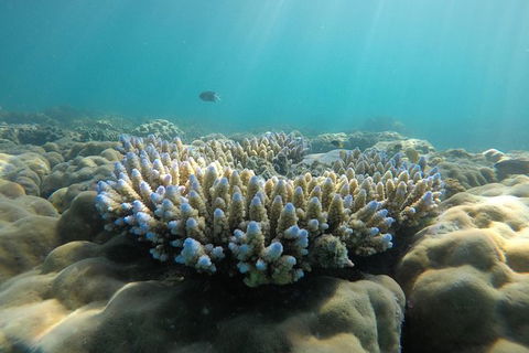 Whitehaven Beach Day Tour With Snorkel In Whitsundays Island - Tourism Brisbane 16