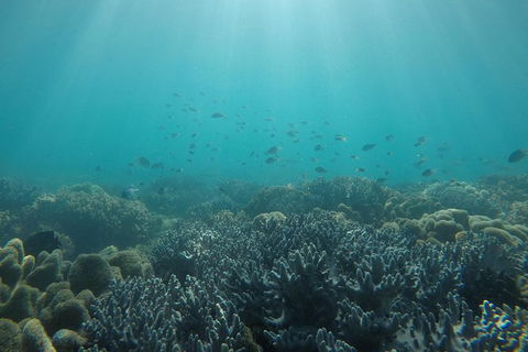 Whitehaven Beach Day Tour With Snorkel In Whitsundays Island - Tourism Brisbane 3