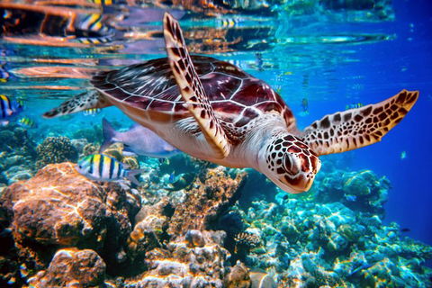 Whitehaven Beach And Hill Inlet Lookout Full-Day Snorkeling Cruise By High-Speed Catamaran - Tourism Brisbane 9