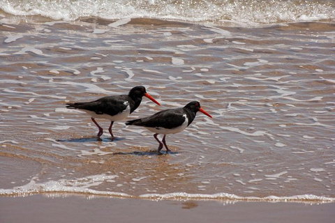 1770 Coastline Tour By LARC Amphibious Vehicle Including Picnic Lunch - Brisbane Tourism 1