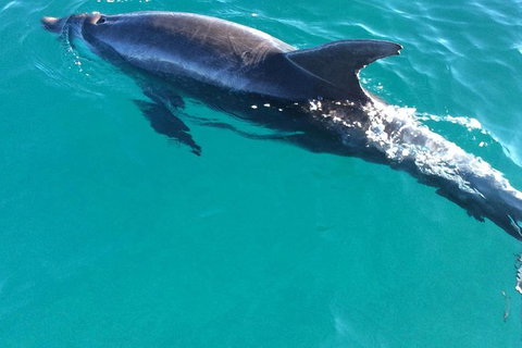 1770 Coastline Tour By LARC Amphibious Vehicle Including Picnic Lunch - Brisbane Tourism 4