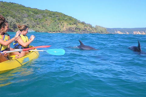 Half-Day Kayak With Dolphins And 4WD Beach Drive From Rainbow Beach - Tourism Brisbane 1