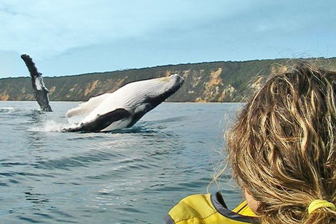 Half-Day Kayak With Dolphins And 4WD Beach Drive From Rainbow Beach - Tourism Brisbane 7