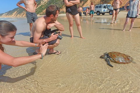 Half-Day Kayak With Dolphins And 4WD Beach Drive From Rainbow Beach - Tourism Brisbane 11