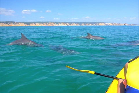 Half-Day Kayak With Dolphins And 4WD Beach Drive From Rainbow Beach - Tourism Brisbane 2