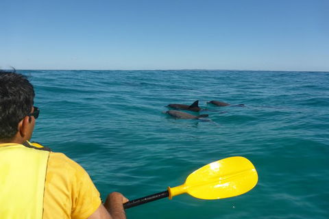 Half-Day Kayak With Dolphins And 4WD Beach Drive From Rainbow Beach - Tourism Brisbane 6