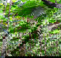 Cape Tribulation Daintree Rainforest and Wildlife Tour - Tourism Brisbane