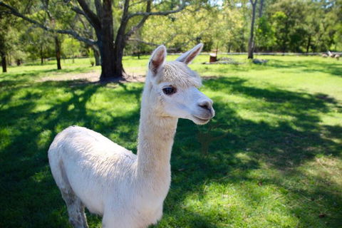 Half Day Animal Tour - Brisbane 4u 0