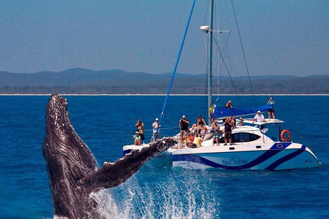 Blue Dolphin Exclusive Whale Watch Encounters - Brisbane Tourism 0