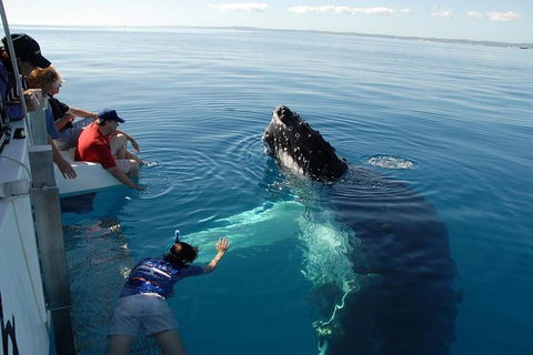 Blue Dolphin Exclusive Whale Watch Encounters - Brisbane Tourism 5