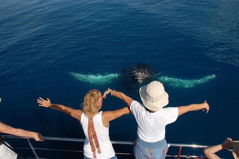 Blue Dolphin Exclusive Whale Watch Encounters - Brisbane Tourism 3