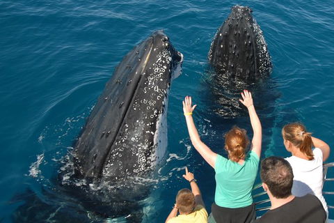 Blue Dolphin Exclusive Whale Watch Encounters - Brisbane Tourism 8
