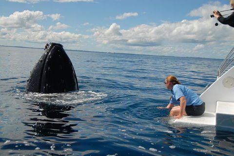Blue Dolphin Exclusive Whale Watch Encounters - Brisbane Tourism 7