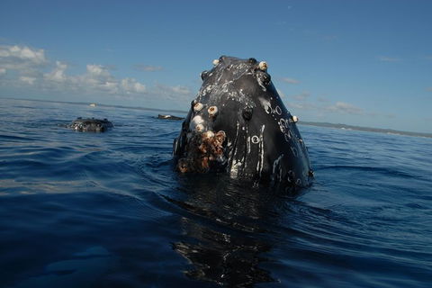 Blue Dolphin Exclusive Whale Watch Encounters - Brisbane Tourism 9