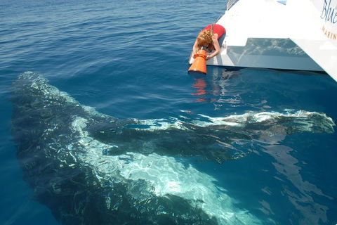 Blue Dolphin Exclusive Whale Watch Encounters - Brisbane Tourism 4
